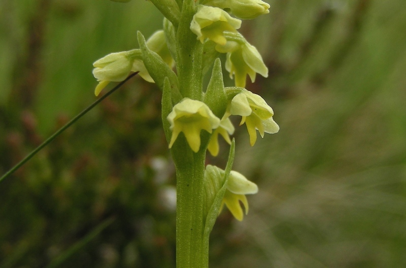 Pseudorchis albida